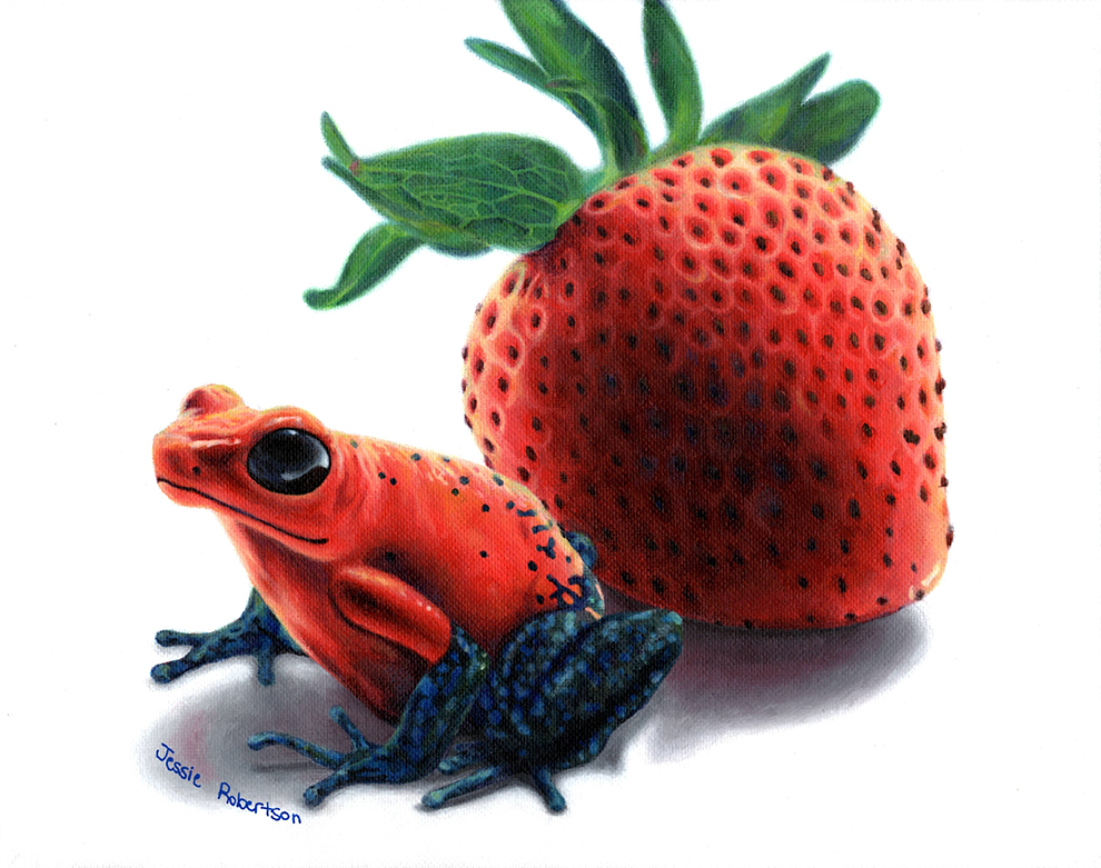 Strawberry Poison Dart Frog” Archival print - Art in Bloom Gallery