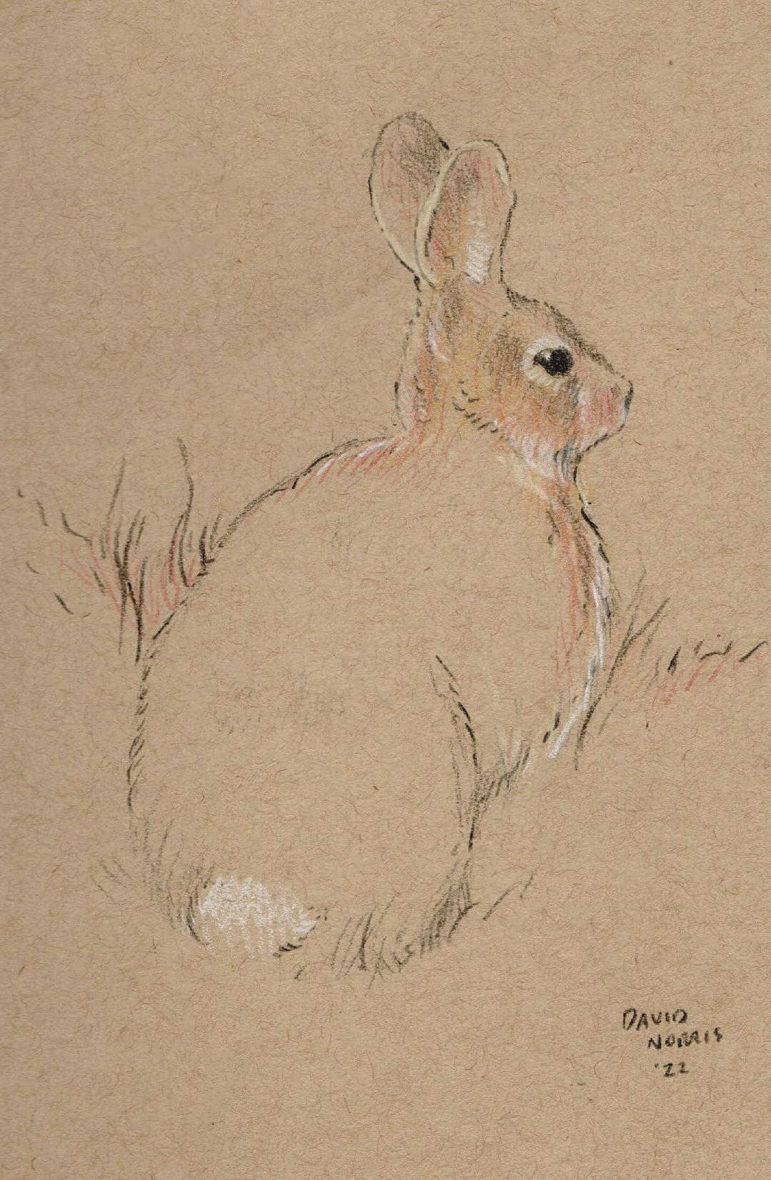 Original graphite pencil drawing - rabbit - Folksy