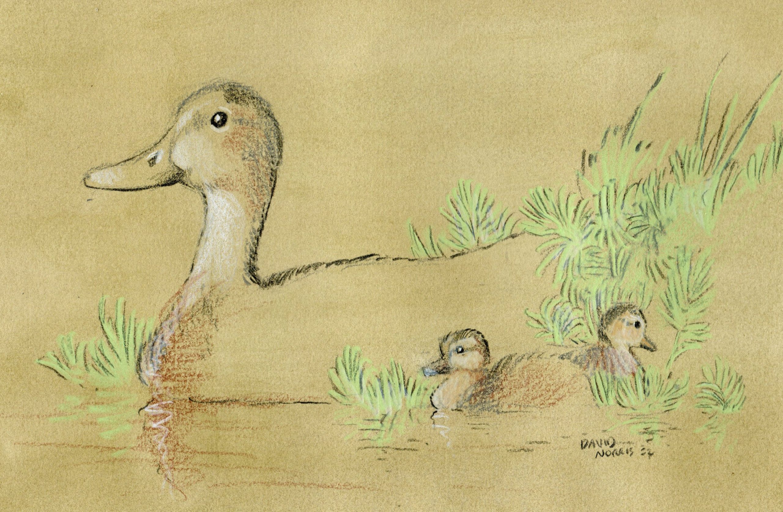 Original pen & ink wash drawing of a duck in flight on paper | eBay