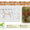 "Reticulated Reach" - Giraffe Tree Frog - Image 2