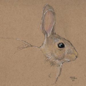 A Rabbit in September