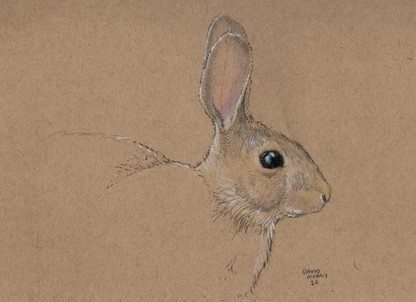 A Rabbit in September