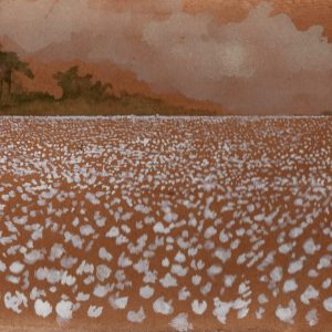 Cotton Field, Eastern North Carolina
