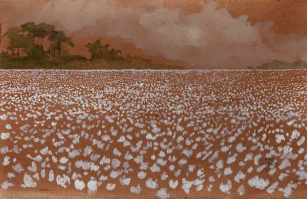 Cotton Field, Eastern North Carolina