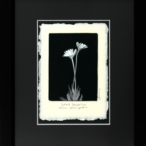 Dwarf Dandelion