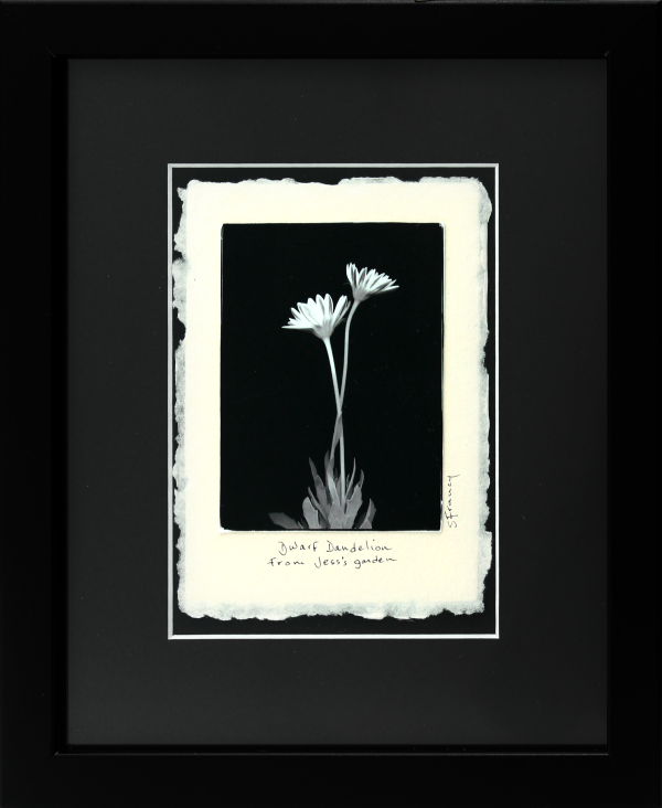 Dwarf Dandelion