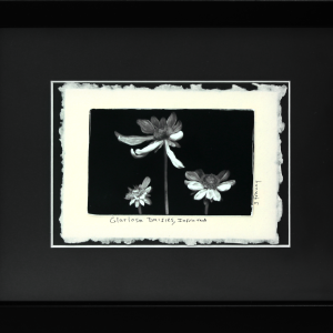 Gloriosa Daisies, Infrared