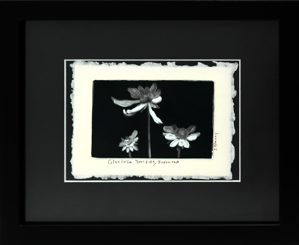 Gloriosa Daisies, Infrared