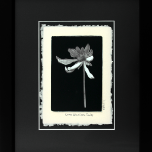 Lone Gloriosa Daisy