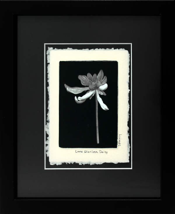 Lone Gloriosa Daisy