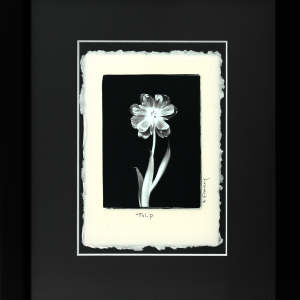 Tulip