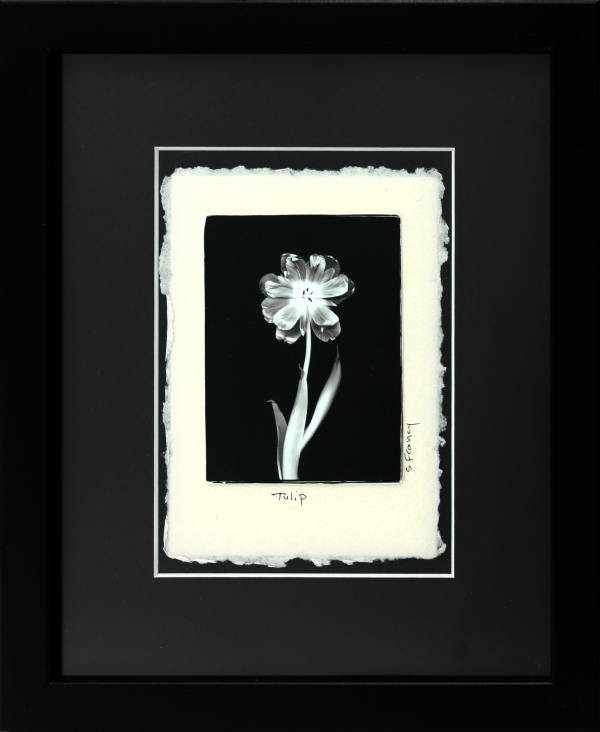 Tulip