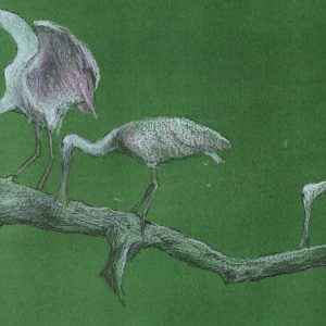 Three Roseate Spoonbills on a Branch, with a Green Background