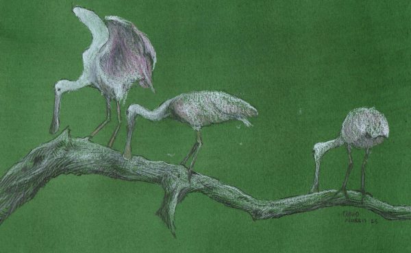 Three Roseate Spoonbills on a Branch, with a Green Background