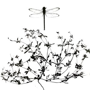 Dragonfly and Wildflowers