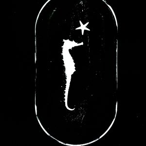 Seahorse and Star