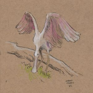 Roseate Spoonbill I