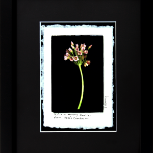 Sicilian Honey Garlic