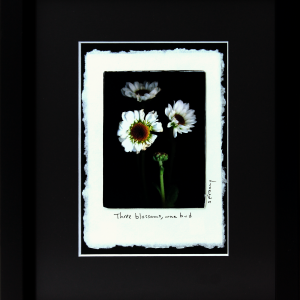 Three blossoms, one bud