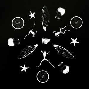 Moths, Frogs, Wings, and Baubles