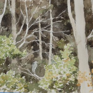 Blue Heron Perching in the Woods Near the Pond