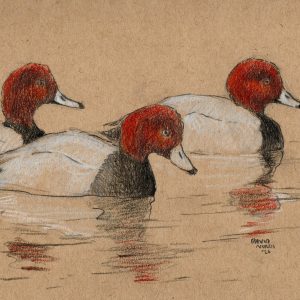 Red-Headed Ducks II