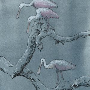 Three Spoonbills on a Branch with a Misty Background