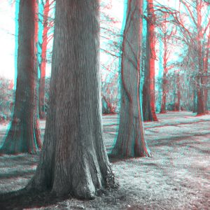 Burnt Mill Creek Trees