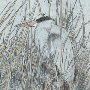 Great Blue Heron in Marsh Grass