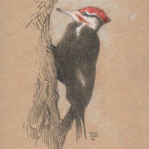 Pileated Woodpecker
