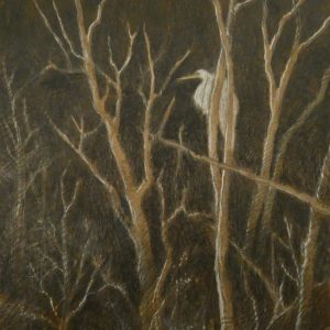 Egret Perched in a Dark Forest