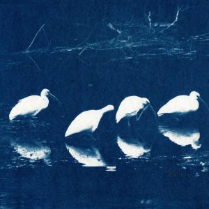 Four Ibises