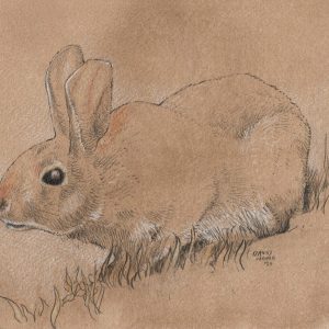 A Backyard Rabbit